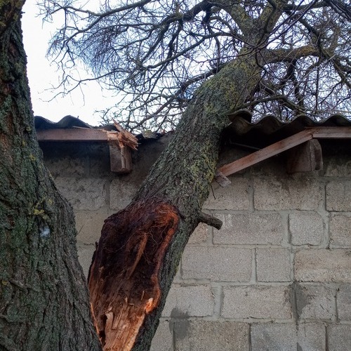 tree fallen onto a roof